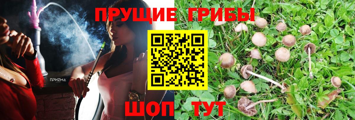 Осинники  Галлюциногенные грибы мухоморы  Галлюциногенные грибы Psilocybe  Вход с VPN 