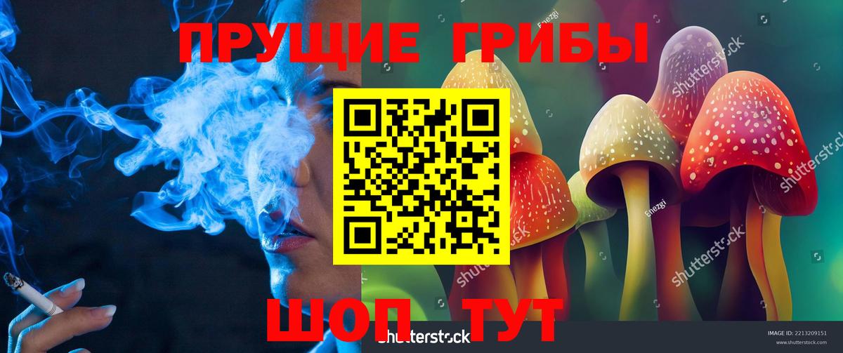 Псилоцибиновые грибы Psilocybe Осинники